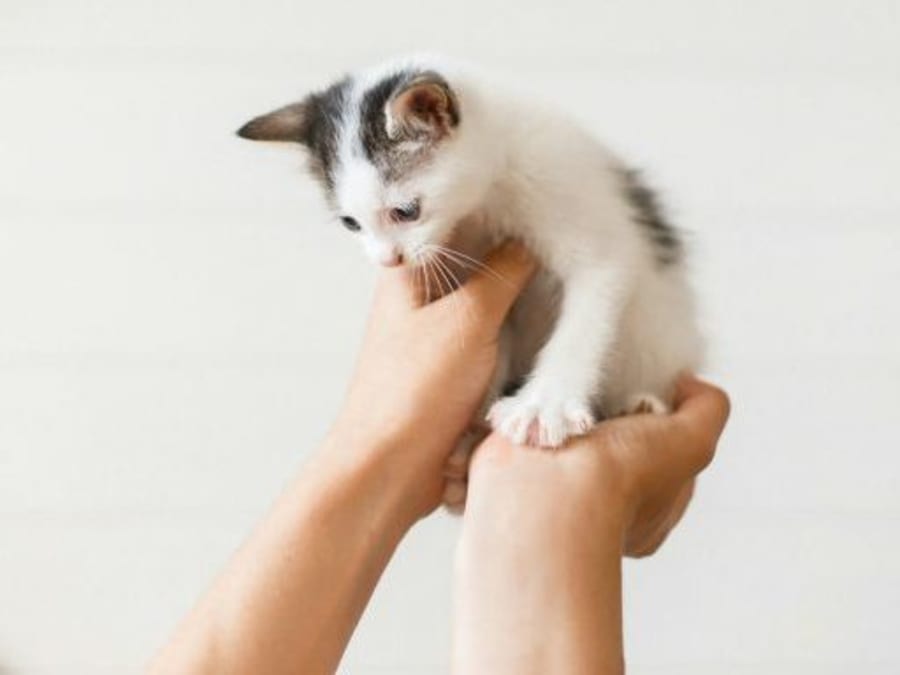 Atelier de jeux et câlins avec les chatons à Paris 4ème