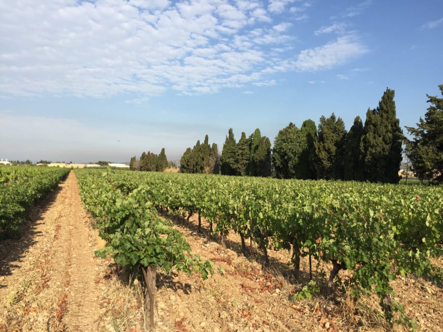 Team building visite & dégustation vins au Domaine Roustan (13) 