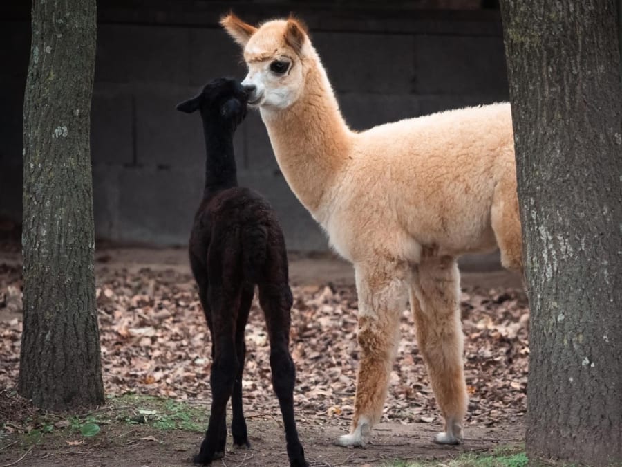 Billet pour Legendia Parc (44)