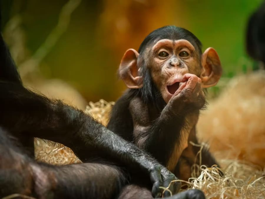 Billet d'entrée pour le Zoo d'Anvers 