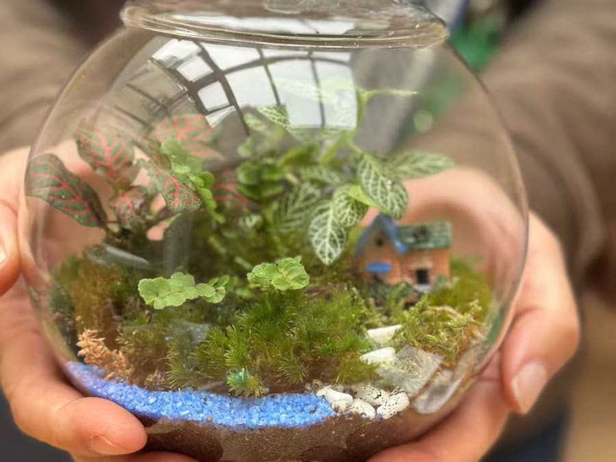 Anniversaire terrarium 6-16 ans à Lagny-sur-Marne