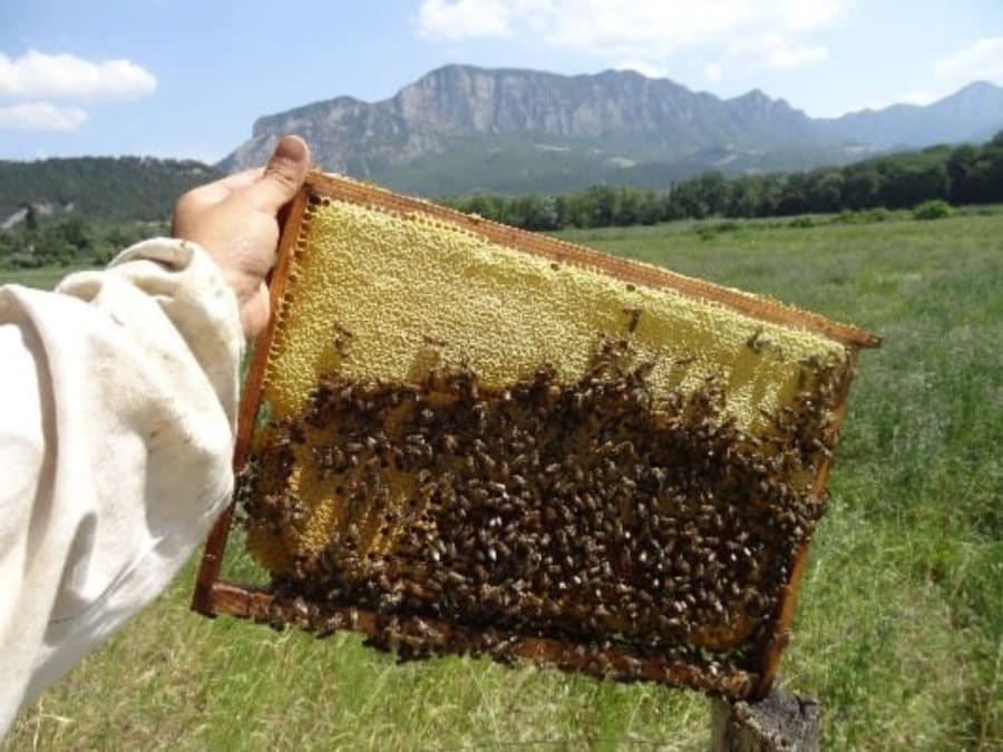 Team Building découverte de l'apiculture & dégustation de miel à Francillon (26)