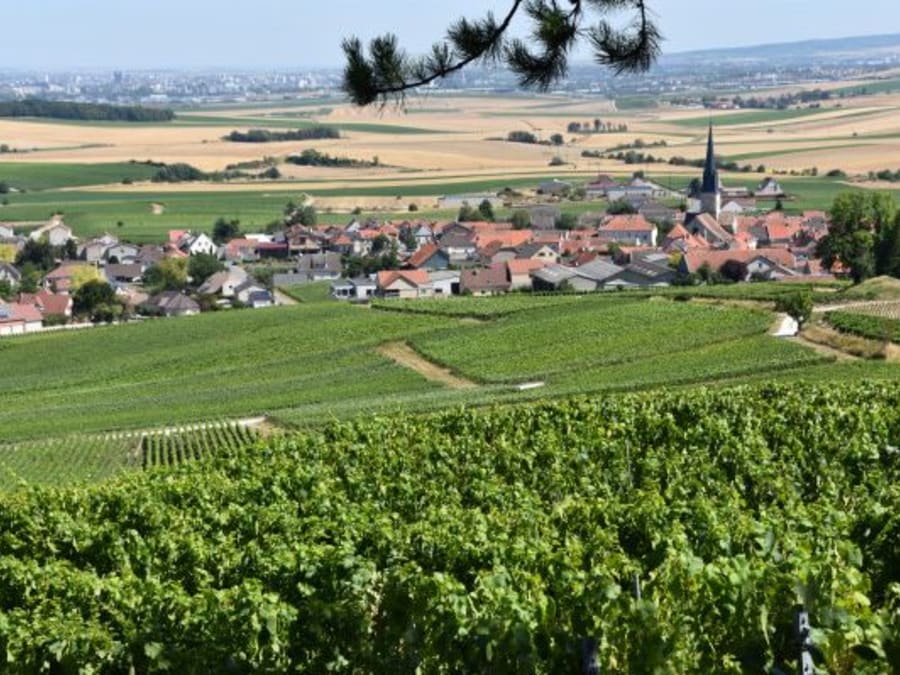 Dégustation et balade aux cimes des vignes en Champagne (51)