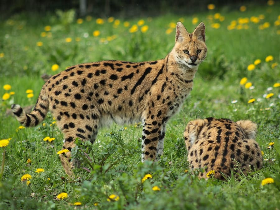 Billet pour le Natur'Zoo de Mervent (85)