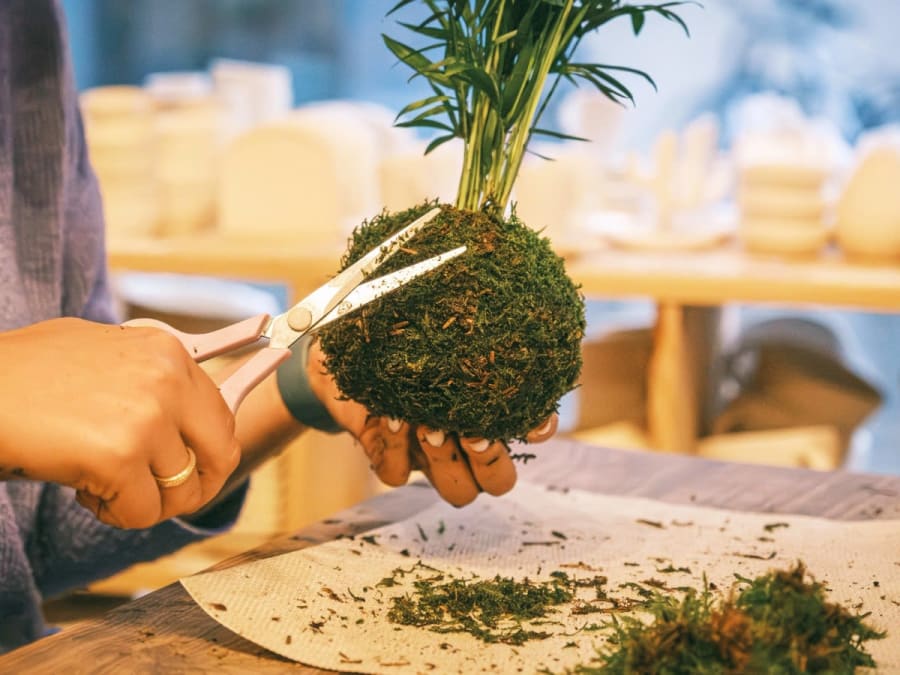 Team Building atelier kokedama à Grenoble (38)