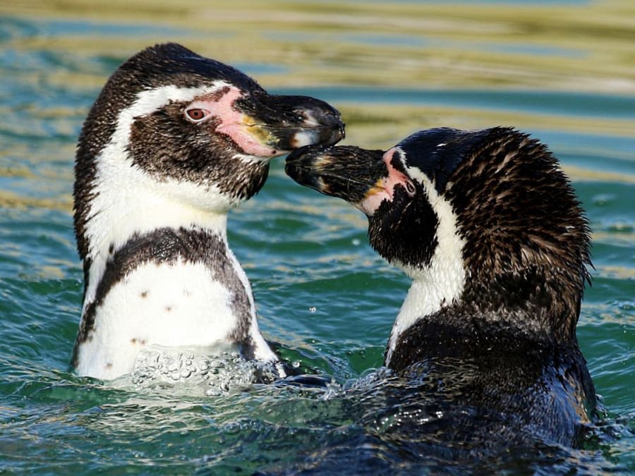 Team Building visite immersive et commentée de Parrot World (77)