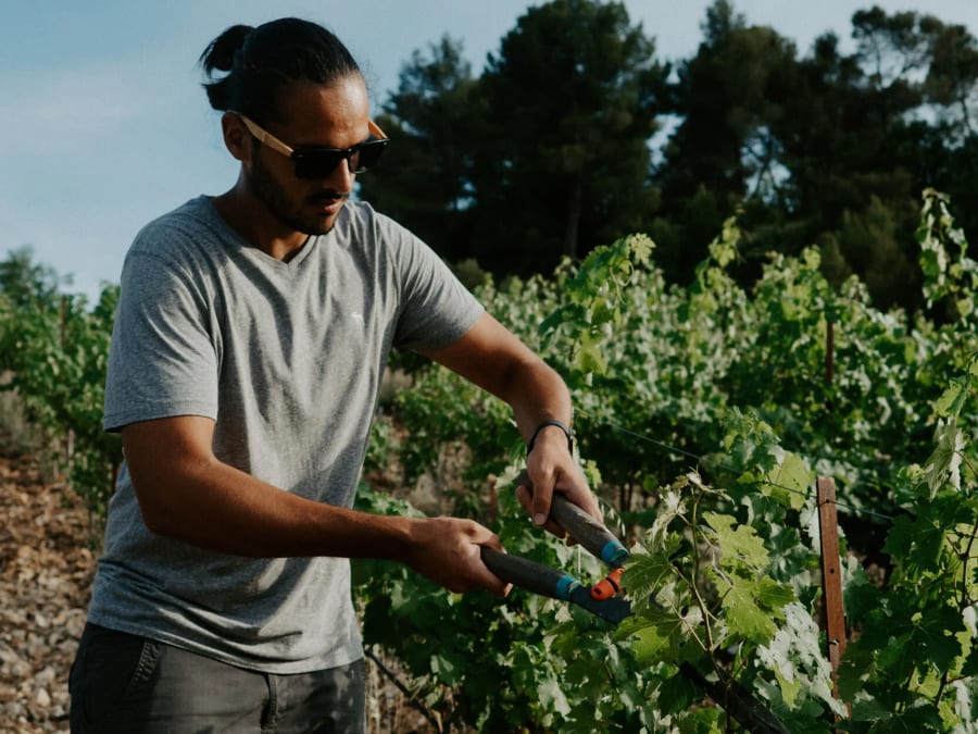 Visite & dégustation de vins et fromage à Meyreuil (13)