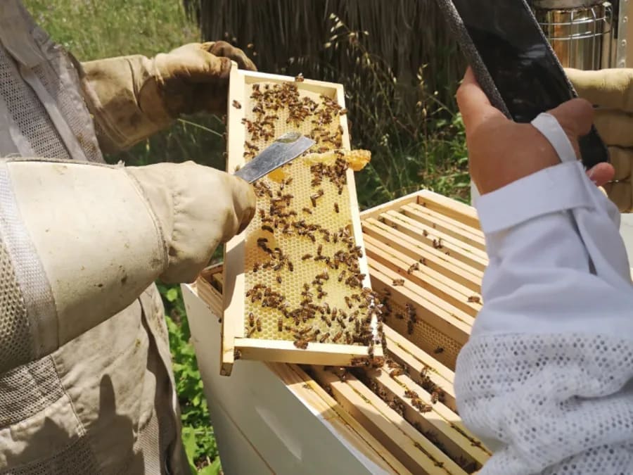 Team Building d'initiation à l'apiculture à Bollène (84) 