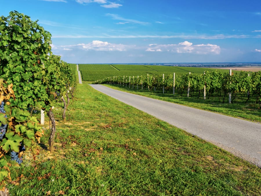 Self-guided rally on the Alsace Wine Route