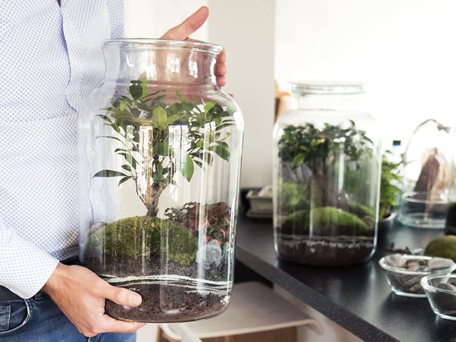 Team Building terrarium proche de Strasbourg (67)