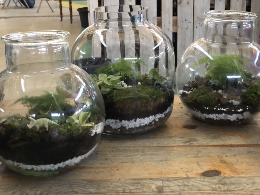 Team Building atelier terrarium à Paris 10ème
