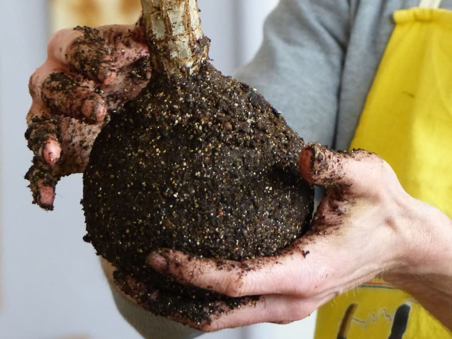 Atelier kokedama parent/enfant à Bordeaux (33)