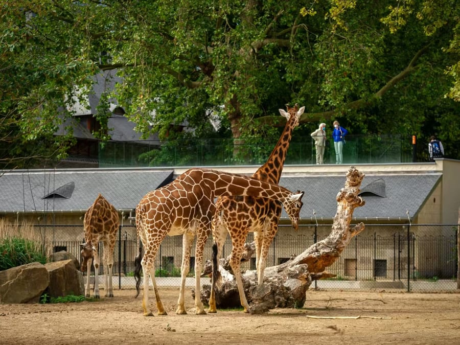 Billet d'entrée pour le Zoo d'Anvers 