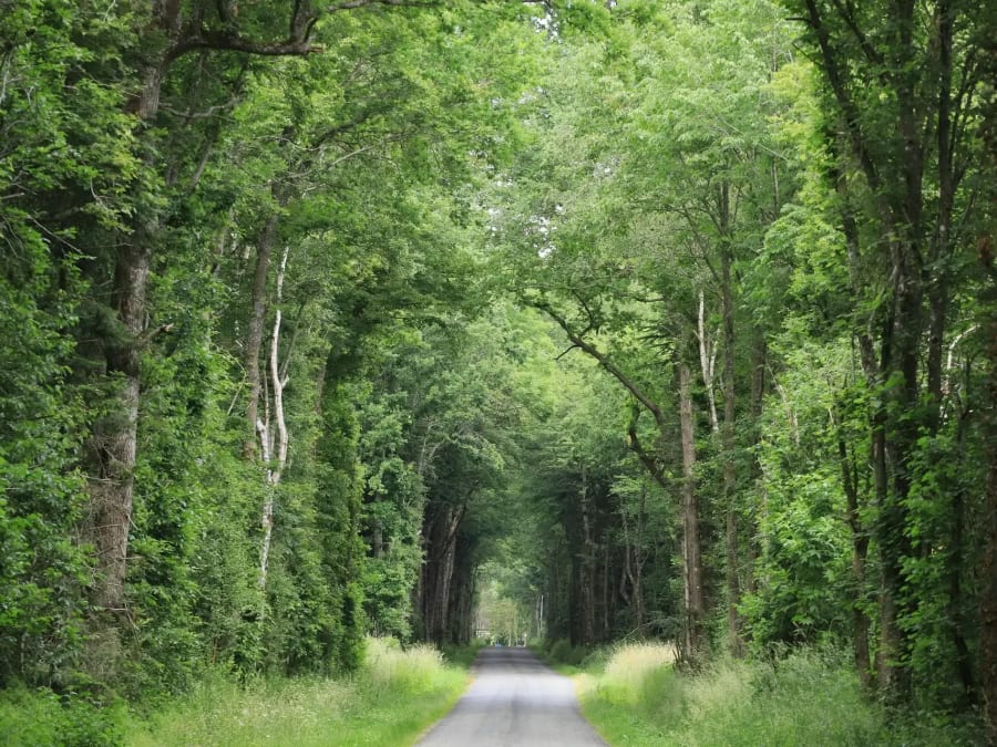Balade découverte 1h30 en trottinette en Bagnoles de l'Orne (61)