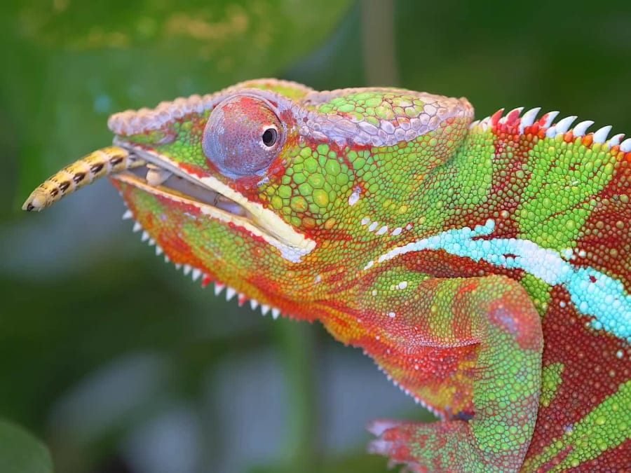 Tickets for Planet Exotica (17)