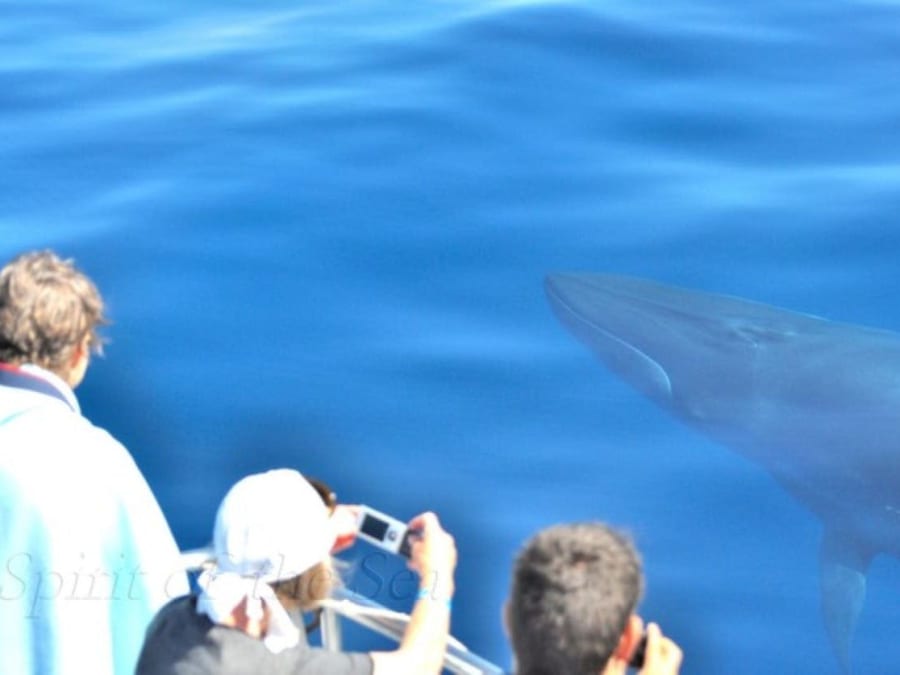 Gran Canaria : excursion d'observation des dauphins
