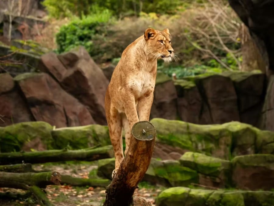 Billet d'entrée pour le Zoo d'Anvers 