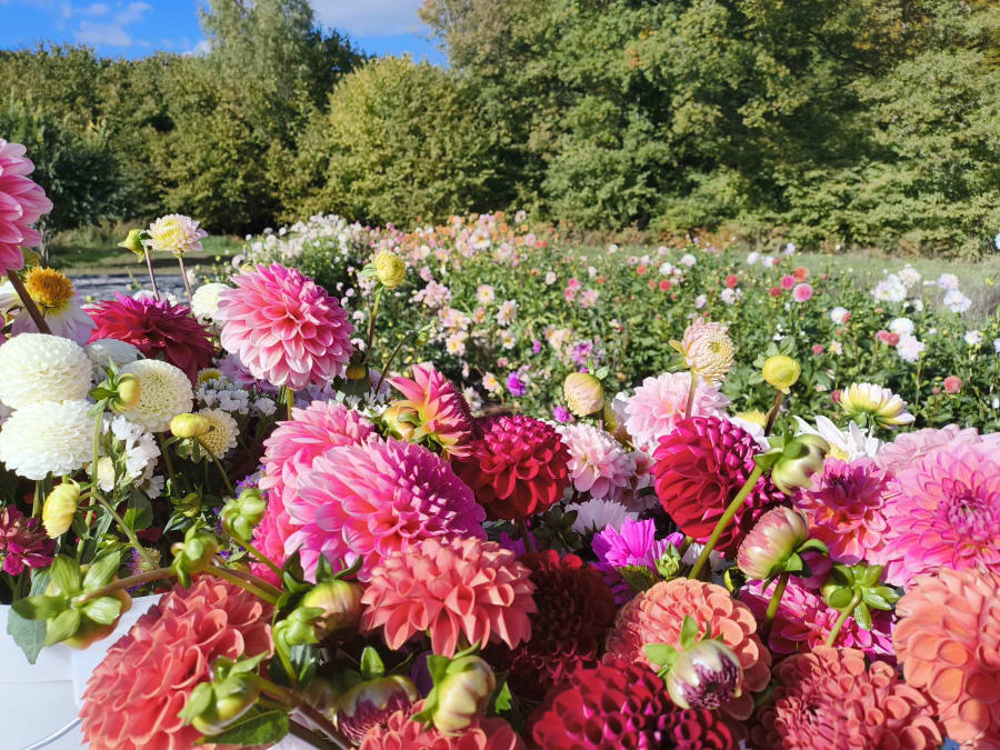 Team Building atelier créations florales à La Ségalassière (15)
