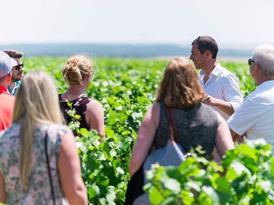 Chablis visit & tasting at Domaine Davenne in Auxerre