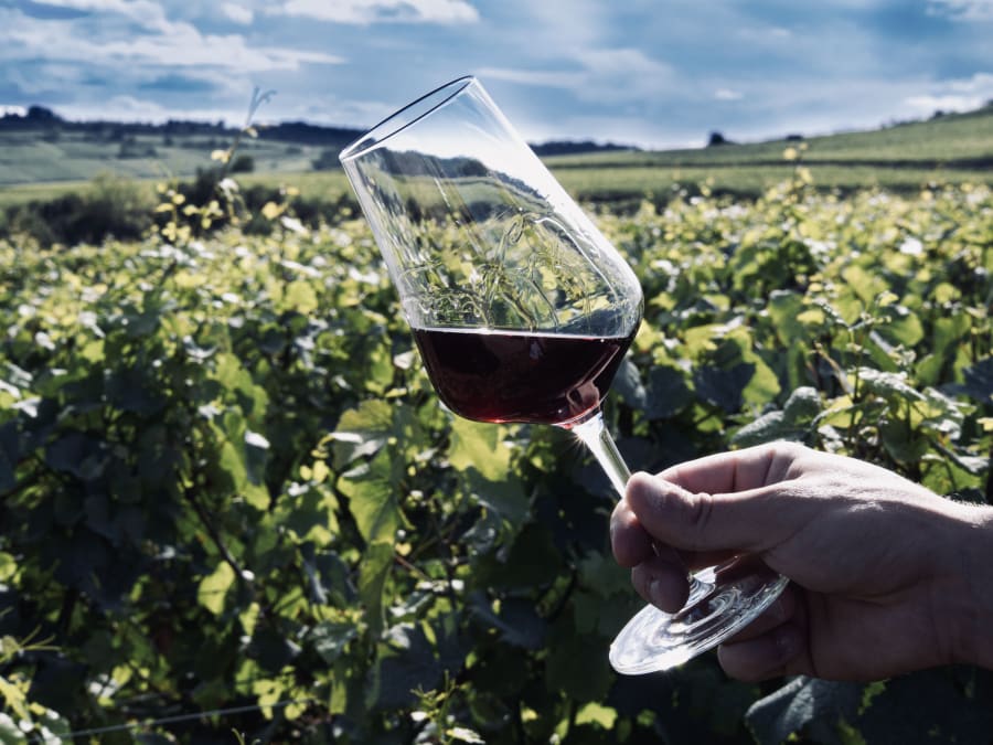Visite & dégustation de vins en Côte de Nuit (21)