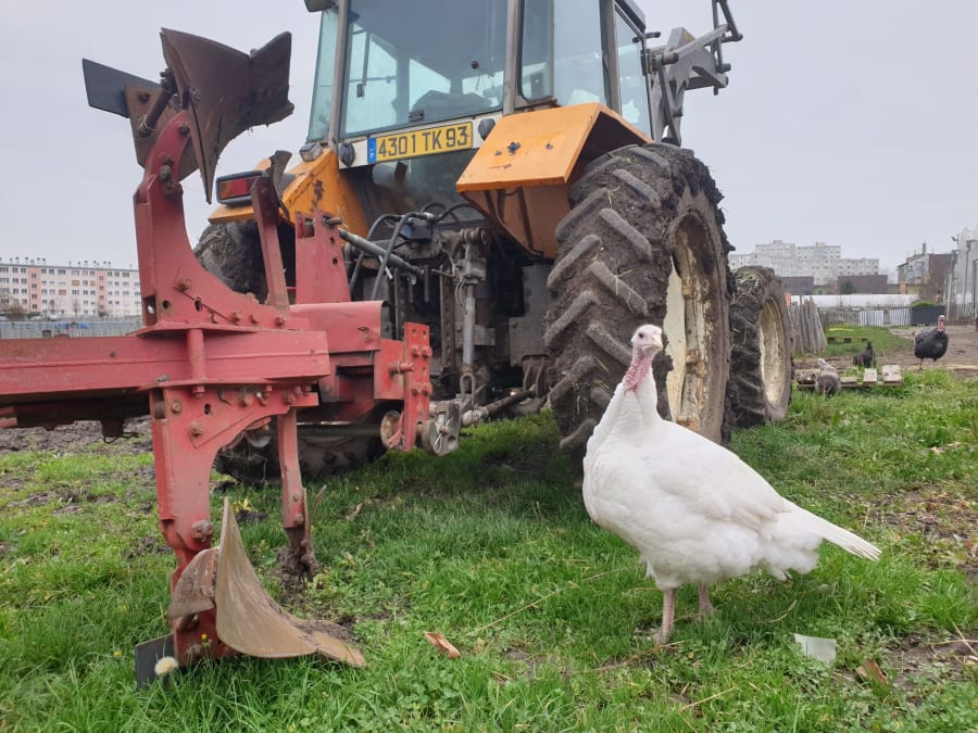 Taller de comederos para pájaros y animales en la Ferme de St De