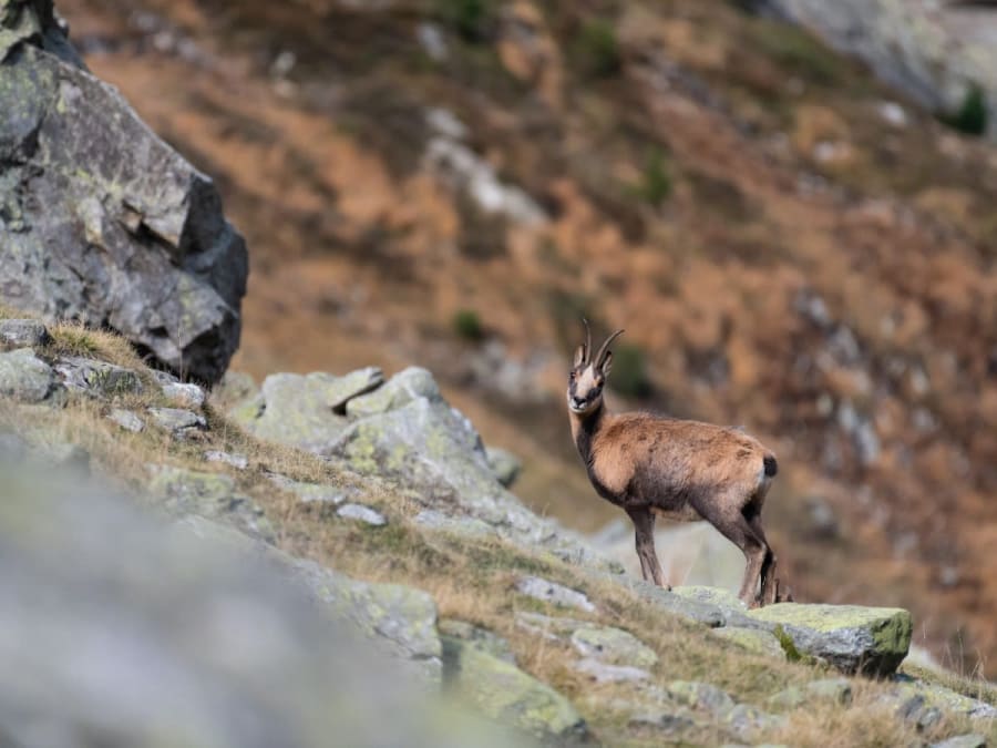 Aventure photo "Isards" près d'Arrens-Marsous (65)