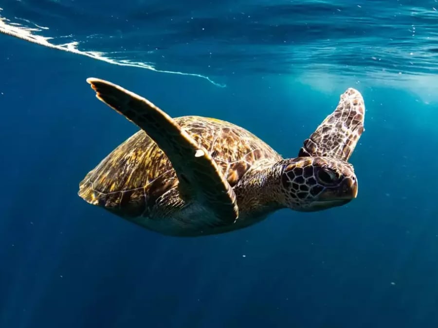 Snorkeling nocturne dans les eaux martiniquaises