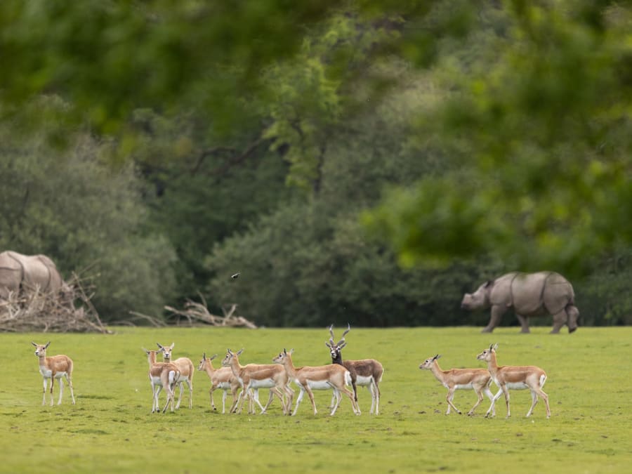 Ticket for Branféré animal and botanical park (56)