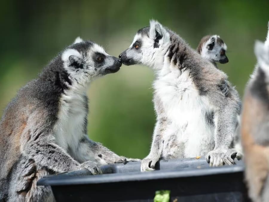 Tickets for Spaycific'zoo near Le Mans (72)