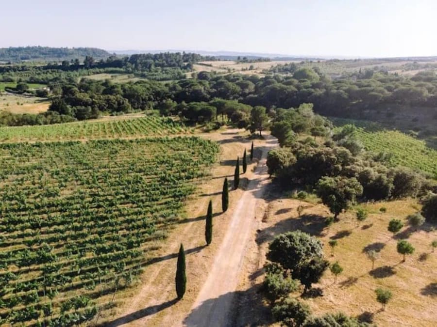 Degustación de vinos en Villegailhenc (11)
