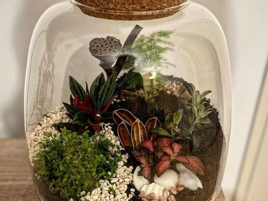 Atelier terrarium à Moirans (38)