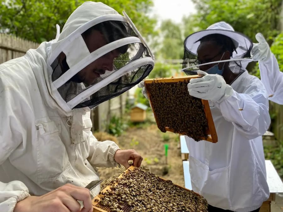 Team building Initiation à l’apiculture durable à Paris 19ème