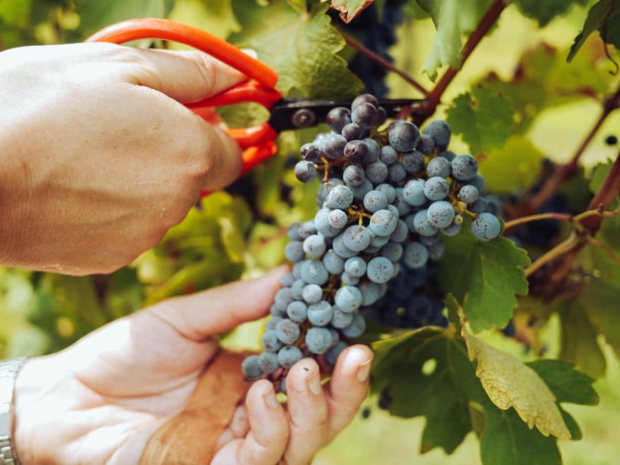 Atelier découverte et dégustation de vin à Saint-Maur (94)