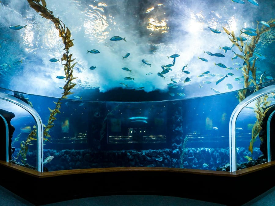 Billet coupe-file pour Poema del Mar, Aquarium de Grande Canarie