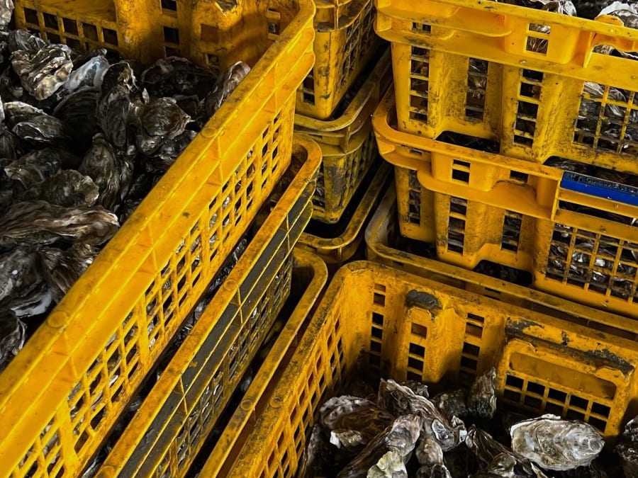 Visite & dégustation d'huîtres à La Couarde-sur-Mer (17)