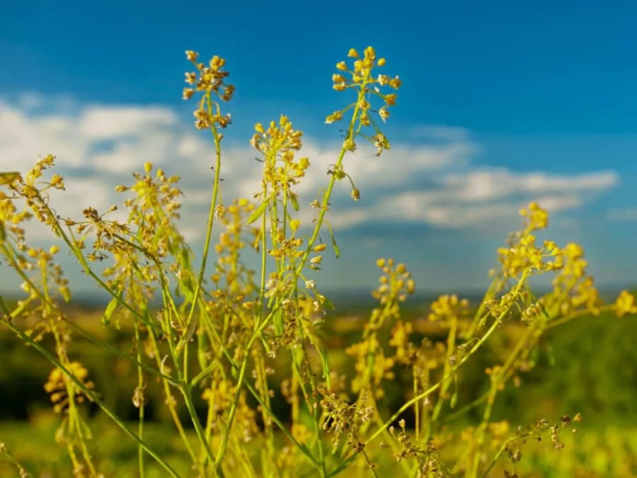 Visite découverte du pastel à Cambounet- Sur- Le Sor (81)