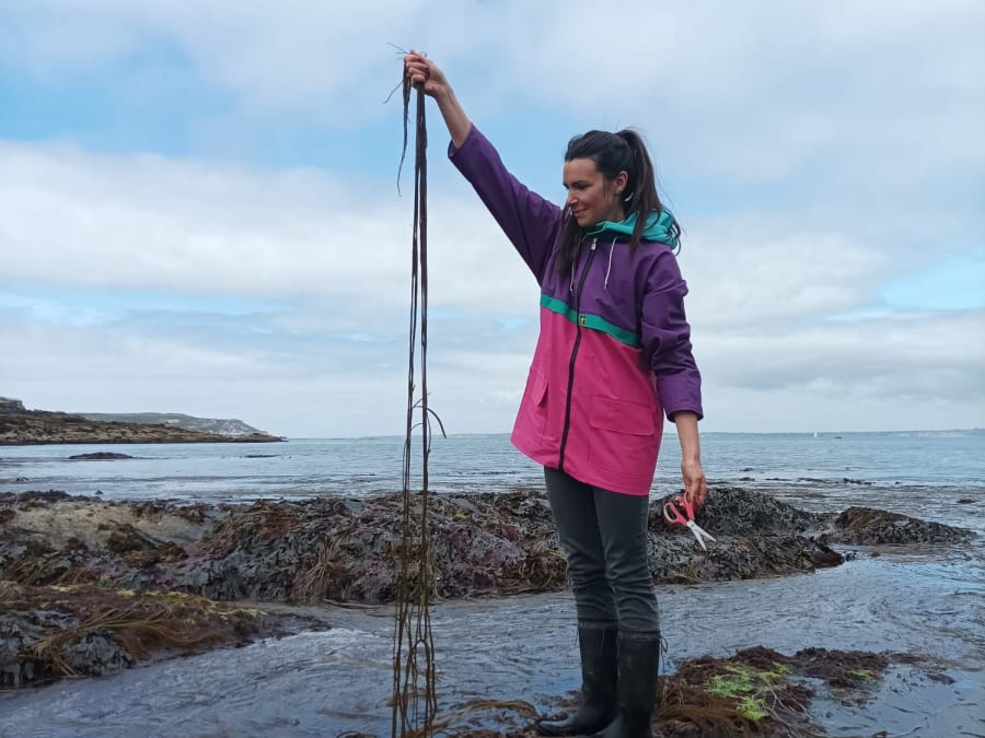 Cours de cuisine "Algues" à Camaret-Sur-Mer