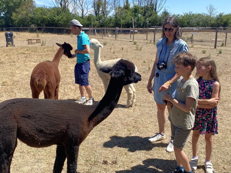 Alpaca discovery and wool workshop in Sanzay (79)