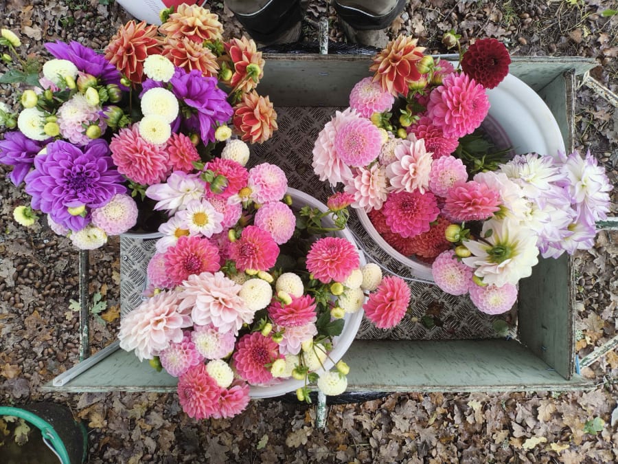 Team Building atelier floral à la ferme à La Ségalassière (15)