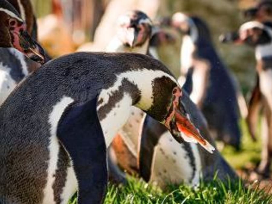 Nourrir les manchots au parc Parrot World (77)