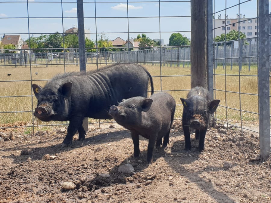 Visite libre de la Ferme de Gally St-Denis