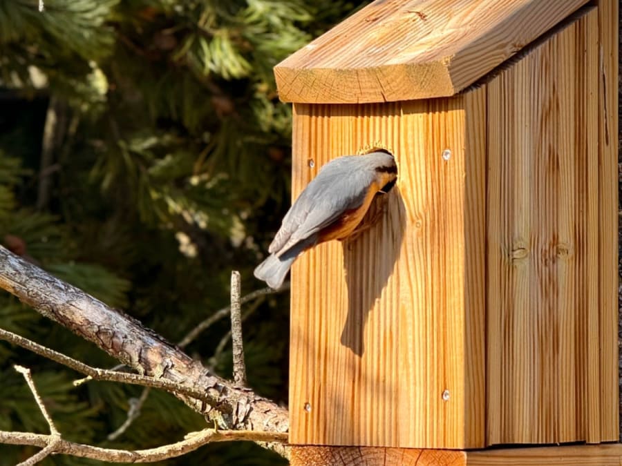 Taller para padres e hijos: creación de casitas para pájaros en Décines-Charpieu (69)