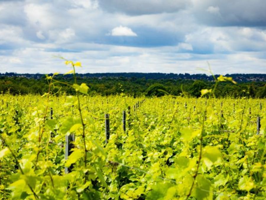 Visita y maridaje en la finca La Bouche du Roi (78)