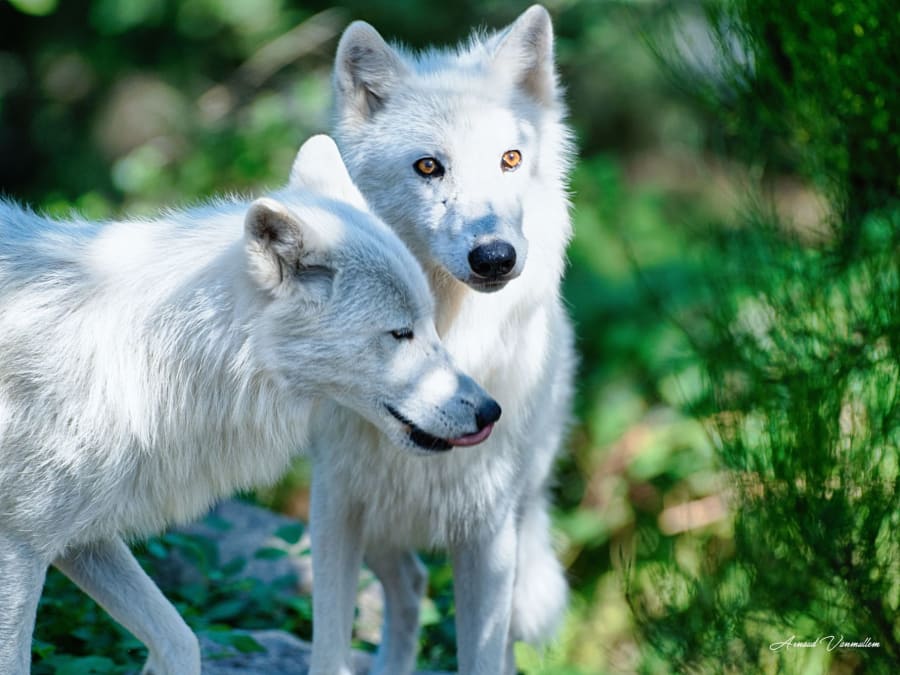 Billet pour le Parc animalier de Courzieu (69)