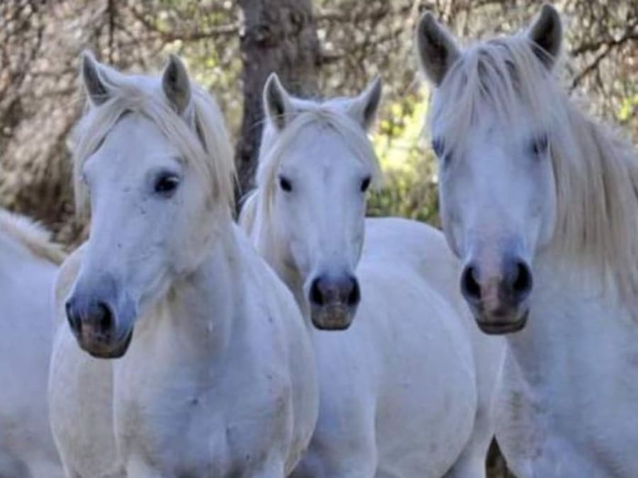 Paseo en patinete eléctrico por el Puente Romano, cerca de Lunel