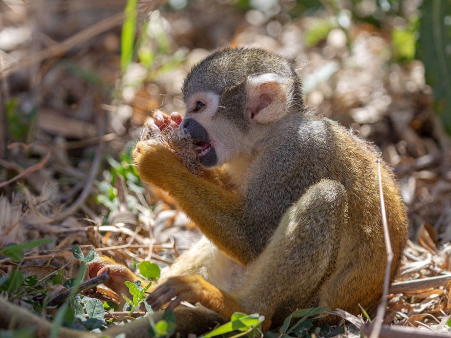 Entrada combinada para la Reserva Safari de Lumigny y Terre de S