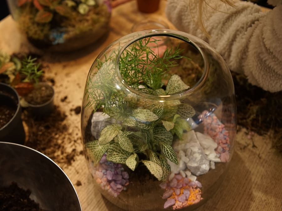 Terrarium-Making Workshop in Paris's 11th Arrondissement
