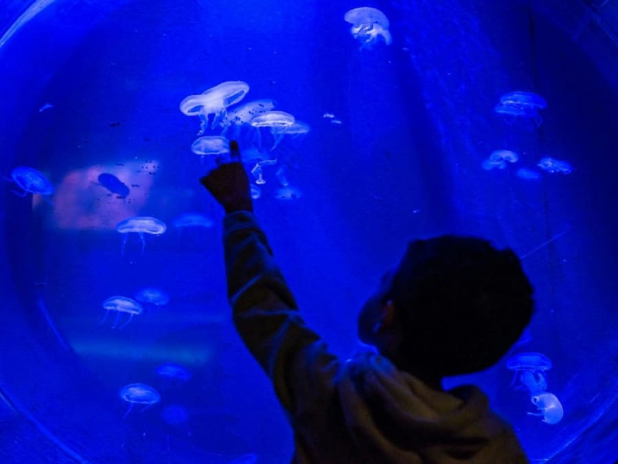 Billet coupe-file pour Le Seaquarium (30)