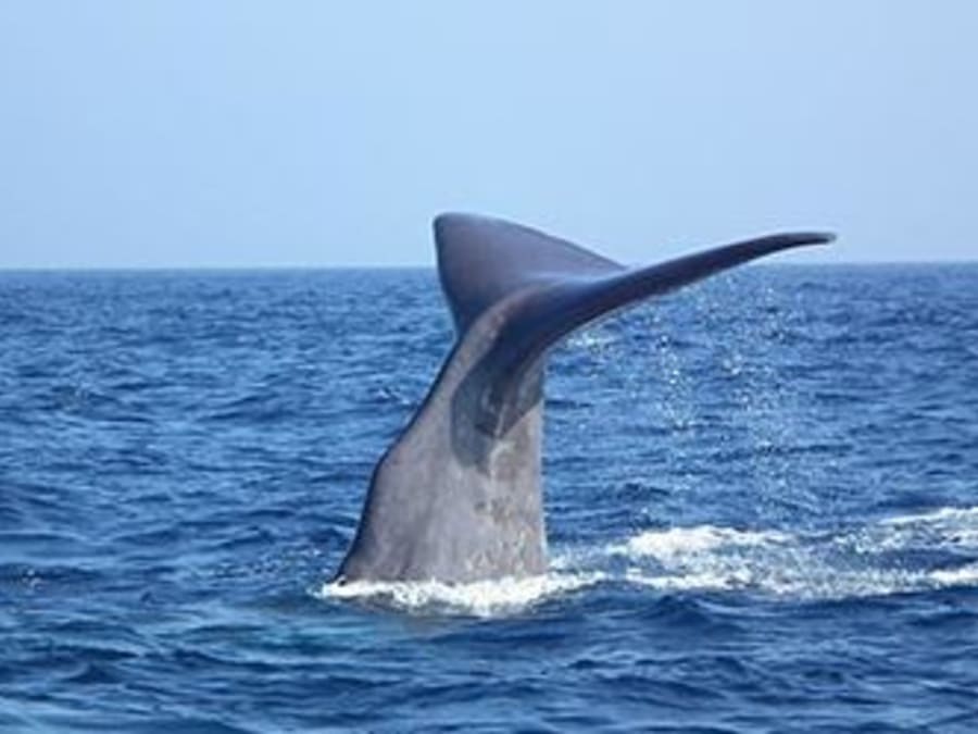 Encuentro con delfines y ballenas en barco desde Bandol