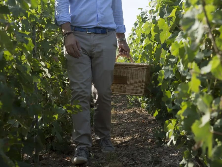 Cellar visit and picnic in the vineyards at Pierry (51)